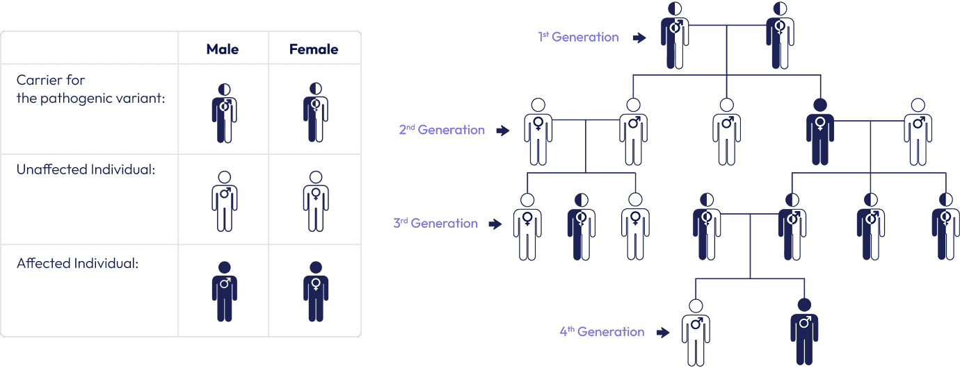 Table labeling markers showing individuals gender, if they are carriers, effected or uneffected by the patogenic variant.
